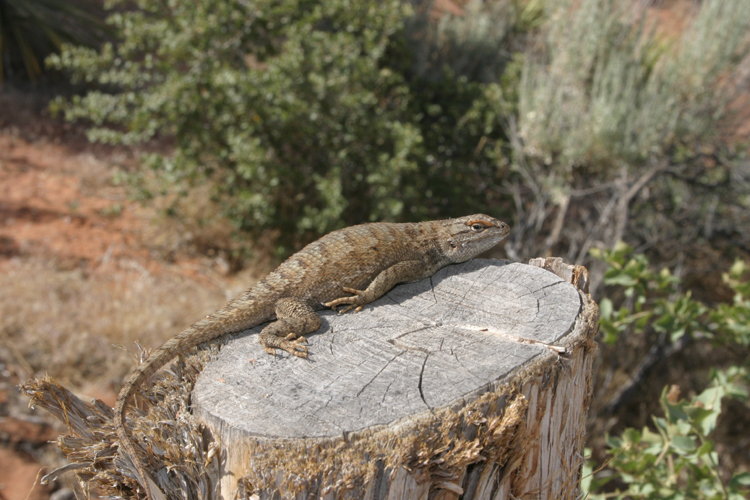 Image of Sceloporus tristichus Cope 1875