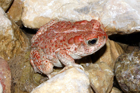 Image of southwestern toad
