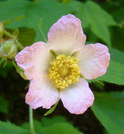 Image of thimbleberry