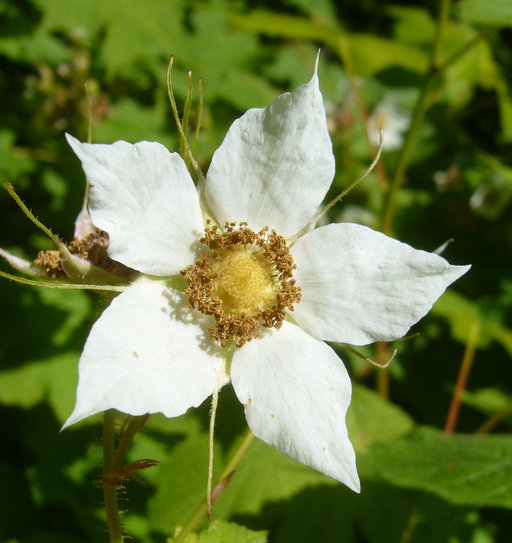 Image of thimbleberry