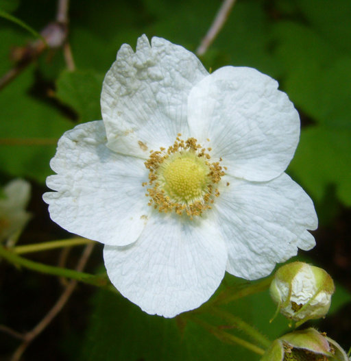 Image of thimbleberry