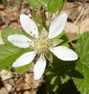 Image of California blackberry