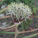 Image of Allium cyrilli Ten.