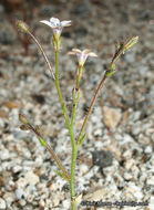 Image of star gilia