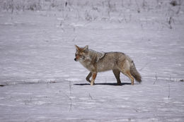 Image of American jackal