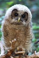 Image of California Spotted Owl