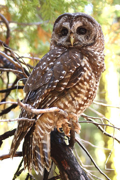 Strix occidentalis occidentalis (Xántus 1860) resmi