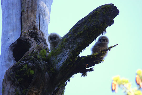 Image of California Spotted Owl