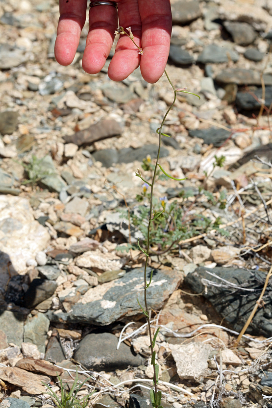 Image of Cooper's wild cabbage