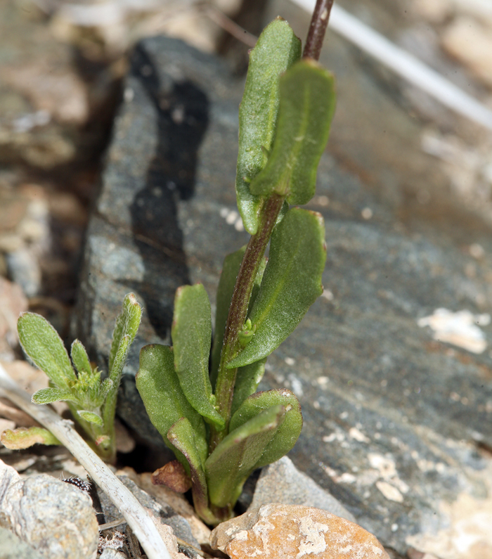 Image of Cooper's wild cabbage