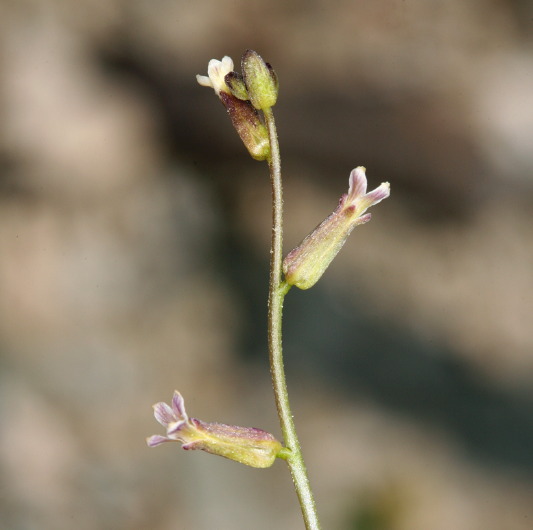 Image de Caulanthus cooperi (S. Watson) Payson