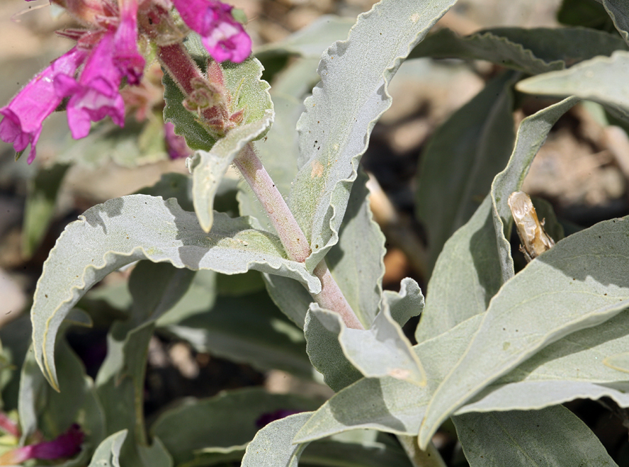 Image of Mono penstemon