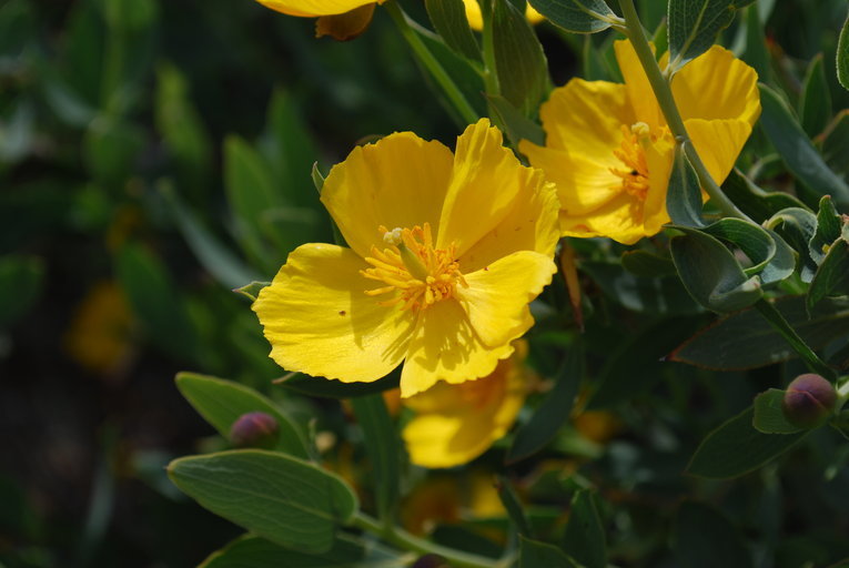 Image of tree poppy