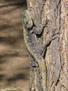 Image of Black-necked Agama