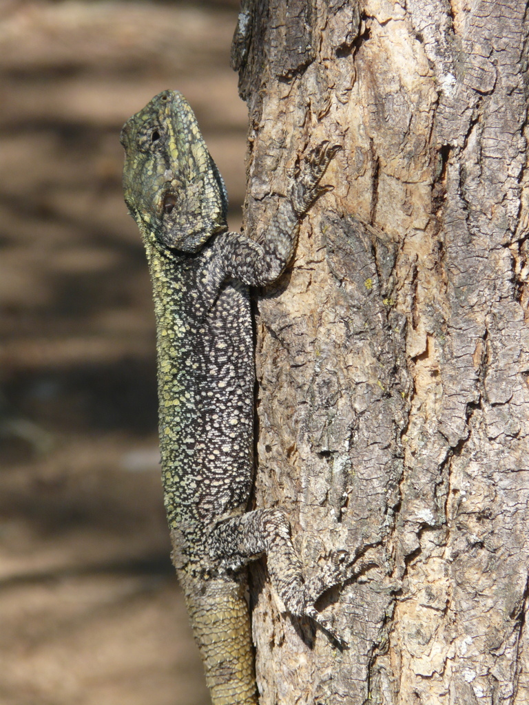 Image of Black-necked Agama