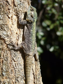 Image of Black-necked Agama