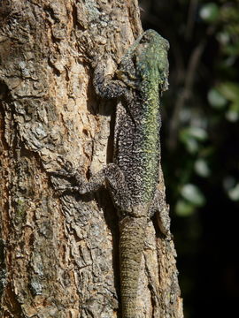 Image of Black-necked Agama