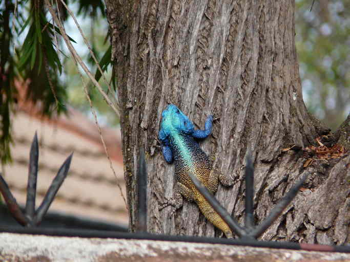 Image of Black-necked Agama