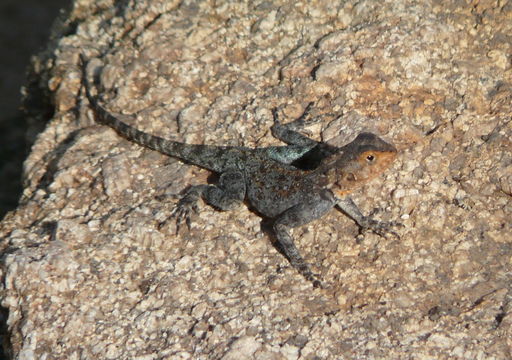 Image of Kirk's Rock Agama