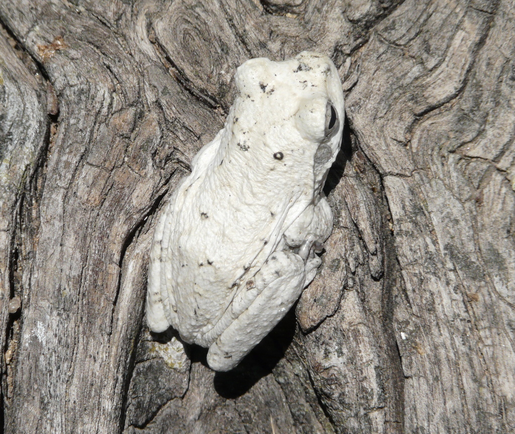 Image of Grey Foam-nest Treefrog