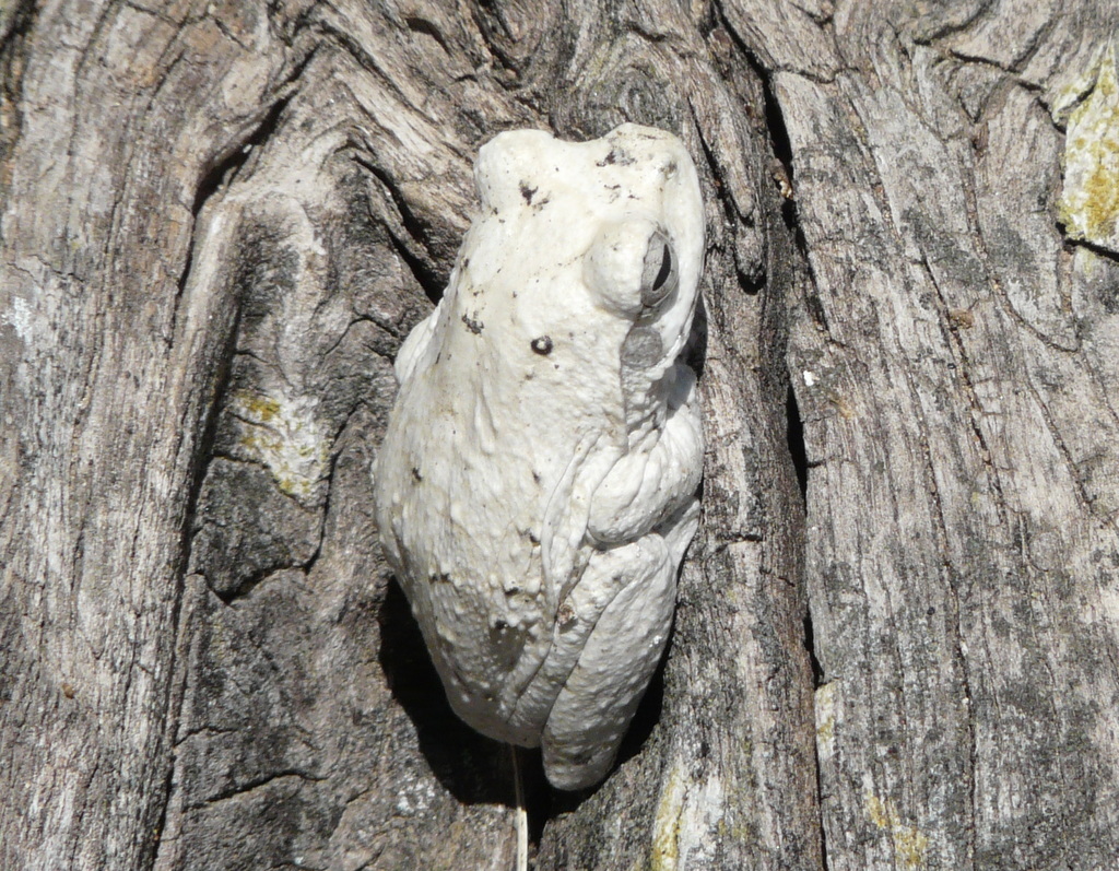 Image of Grey Foam-nest Treefrog