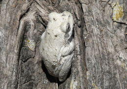 Image of Grey Foam-nest Treefrog