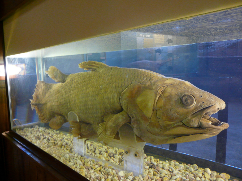 Image of Coelacanth