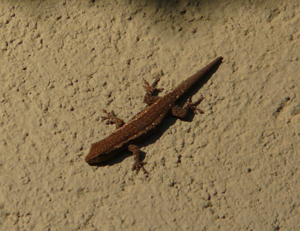 Image of Cape dwarf gecko