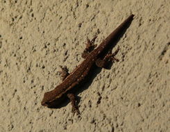 Image of Cape dwarf gecko