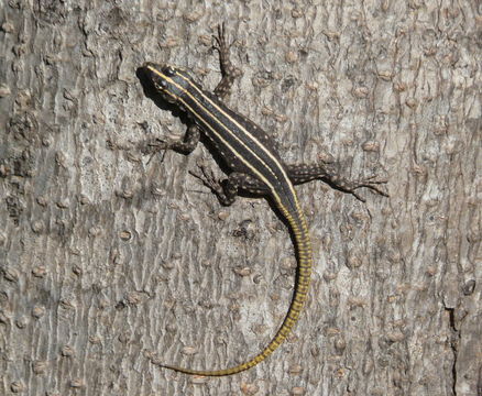 Image of Common Flat Lizard