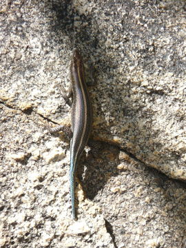 Image of Five-lined Skink