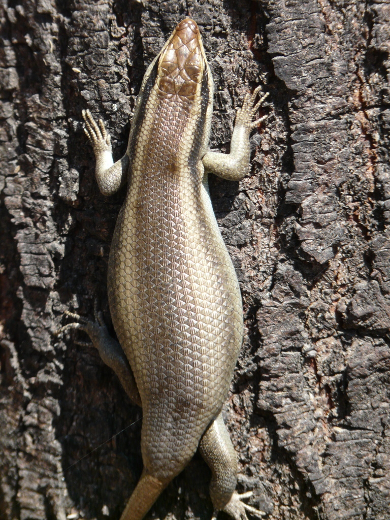 Image of Trachylepis striata (Peters 1844)