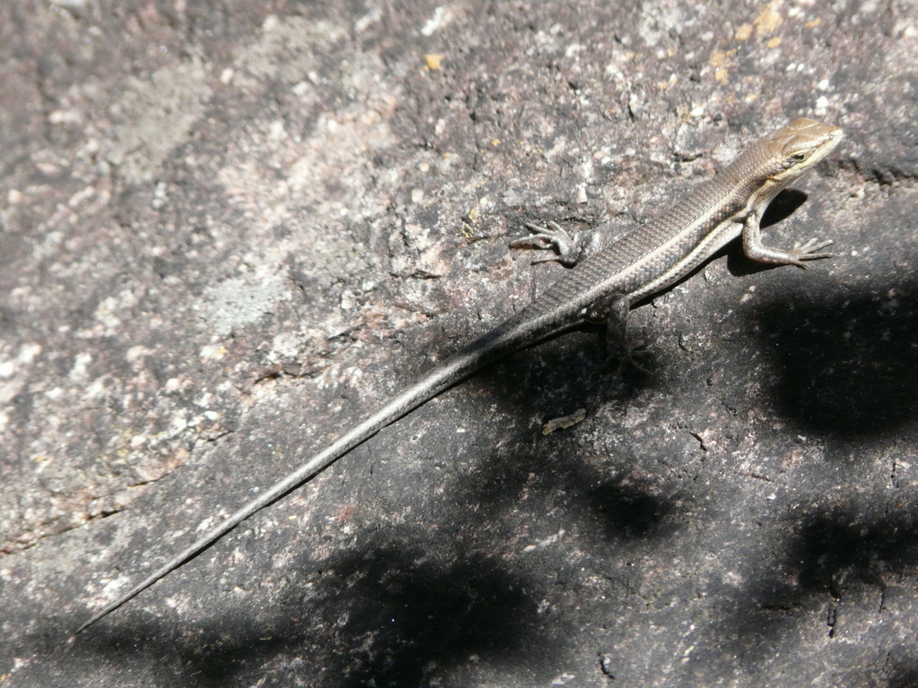 Image of Trachylepis varia (Peters 1867)