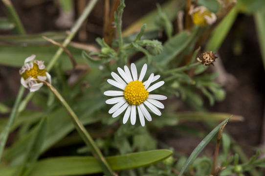 Aphanostephus pilosus Buckl. resmi