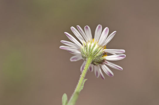 Aphanostephus pilosus Buckl. resmi