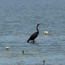 Image de Anhinga d'Afrique