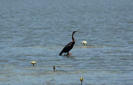 Image of African Darter