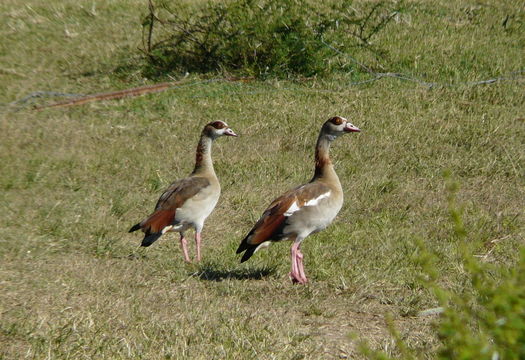 Image of Egyptian Goose