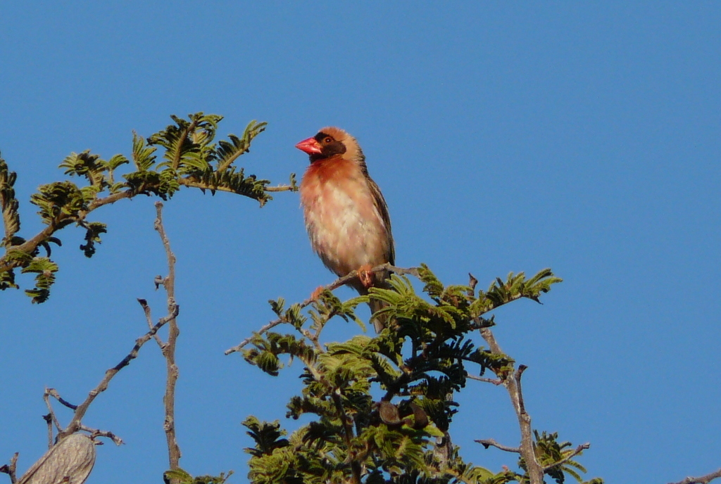 Image of Red-billed Quelea