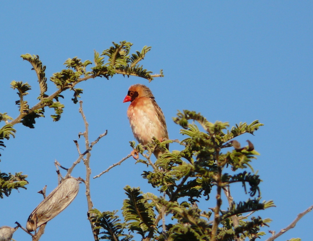 Image of Red-billed Quelea