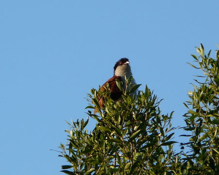 Plancia ëd Centropus senegalensis (Linnaeus 1766)