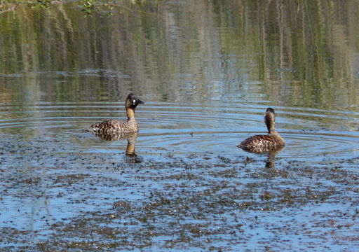 Image of White-backed Duck