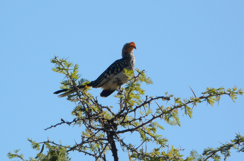 Image of Southern Yellow-billed Hornbill