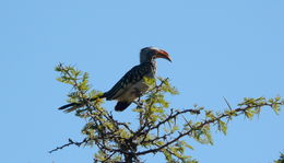 Image of Southern Yellow-billed Hornbill