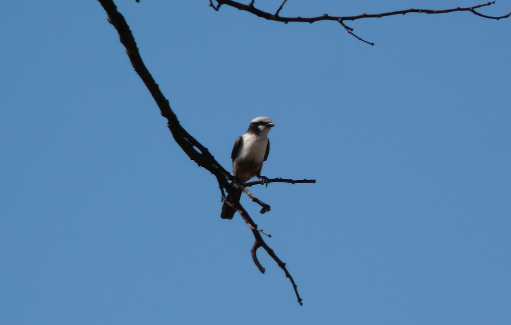 Image of Southern White-crowned Shrike