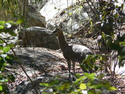 Image of Cape Klipspringer