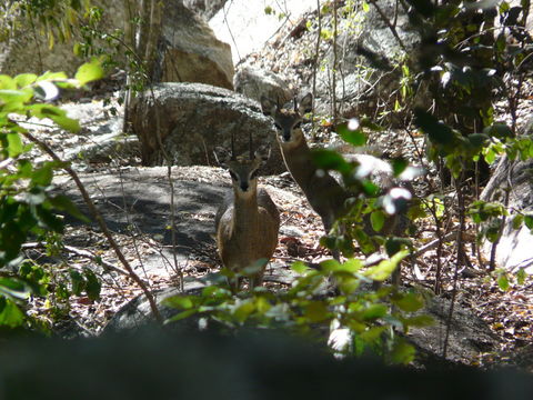 Image of Cape Klipspringer