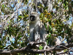 Image of Vervet Monkey