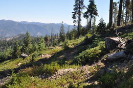 Image of Klamath manzanita