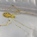 Image of Theridion grallator Simon 1900